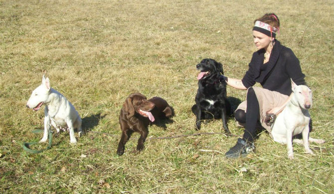 4 chiens accueil